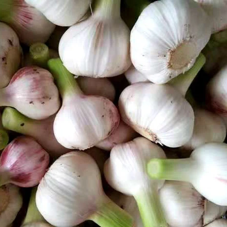 Grüner, frisch gefrorener Schnee, reiner weißer Knoblauch